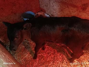 Кошки: Продаю | Тёлка | На откорм — 7