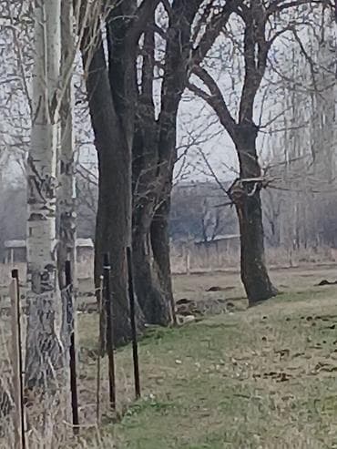 Пикник үчүн товарлар: Отун Терек — 1