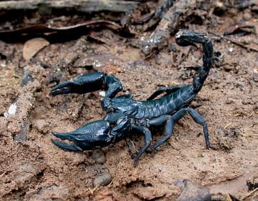 ящик почтовый: Heterometrus spinifier - лесной азиатский скорпион, один из лучших — 1