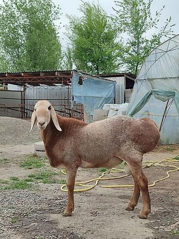 Үй жаныбарлары: Сатам | Кочкор (эркек) | Көбөйтүү үчүн | Асыл тукумдуу — 6