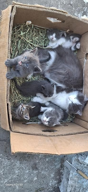 потеряли кошку: 2 месяца, Девочка — 5