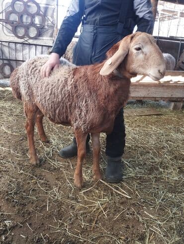 продажа кормов для сельскохозяйственных животных: Продаю | Жеребенок | Конный спорт — 11