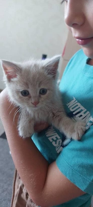 отдам даром котят: Котята, домашние, игривые и ласковые. - Возраст: примерно 1–1,5 — 10