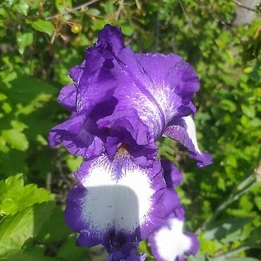 токмок тумба: Ирисы 100сом — 5