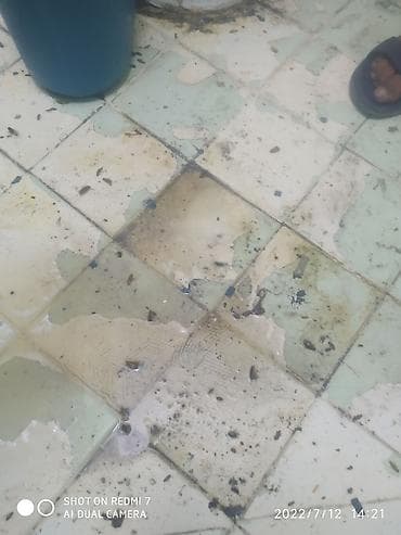 чистка квартиры от тараканов: Таракан хлоп курт кумурска даарылайбыз. Кафе магазин двор квартира — 3