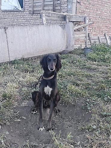 собака породистые: Щенки Полковника+Тайган Описание: - Активные щенки с чёрным корпусом — 7