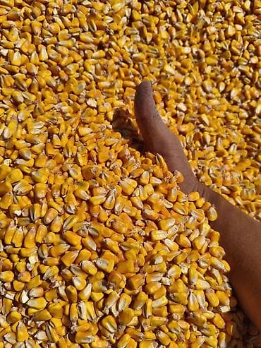 помидоры чери: Кукуруза Жугору Мака Corn 🌽 🌽🌽🌽🌽🌽🌽🌽🌽🌽🌽 Мешковый и Росыпь Оптом и — 1