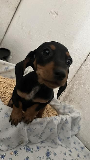 Такса, 2 месяца, Самка