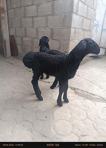 каракол кролик: Сатам | Козу | Союуга — 3