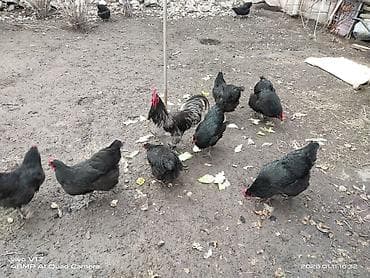 Кошки: Продаю | Цыплята | Домашняя | Для разведения — 3