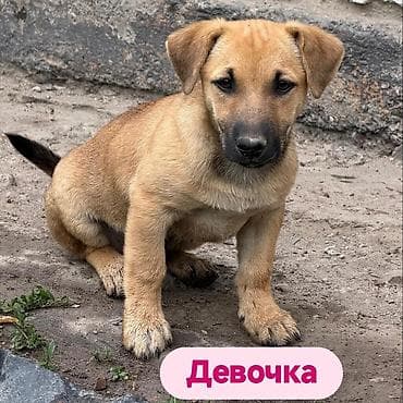 собака даром: Щенки и мама. Описание: - Порода: беспородные (метисы), компактного — 2