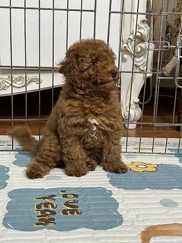 йоркширский терьер мини цена: Пудель, 3 месяца, Самка — 2