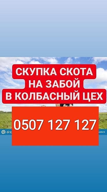 Жеке жак, Колбаса цехи : Башка а/ч жаныбарлары, Уйлар, букалар, Жылкылар, аттар, | Күнү-түнү, Бардык шартта, Союлган