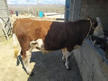 животные в ош: Продаю | Бык (самец) | Симментальская | На откорм | Племенные — 1
