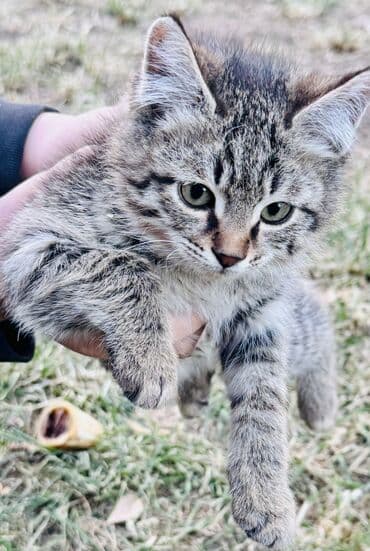 tuxedo порода кошек цена: Кошка даром: Беспородная, 2 месяца, Девочка — 5