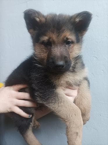 обезьяна домашняя купить: Щенки немецкой овчарки 01.01.26 мальчик и девочка - Порода: немецкая — 3