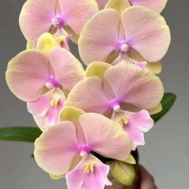инструмент для огорода: Орхидеи фаленопсис — коллекционные сорта с эффектной окраской цветов — 17