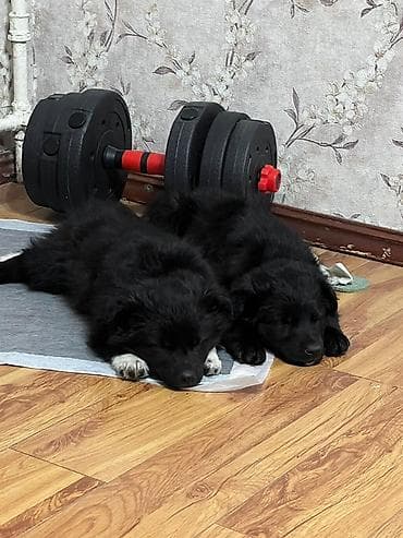 Услуги ветеринара: Собака даром: Дворняжка, 2 месяца, Самка — 2