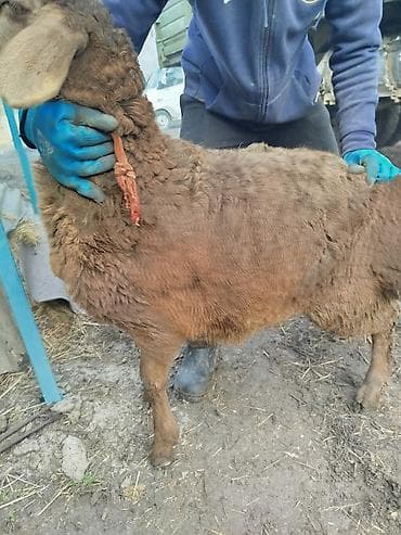 лабрадор голден ретривер купить: Продаю | Ягненок, Баран (самец) | Арашан | Для разведения — 5