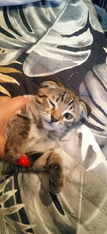 шотландский кот: Кошка даром: Скотиш Фолд (Шотландская вислоухая), 3 месяца, Мальчик — 3