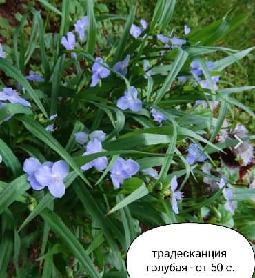 работа охран: Саженцы цветка: Самовывоз — 7