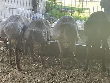 Айыл-чарба жаныбарлары: Сатам | Кочкор (эркек) | Көбөйтүү үчүн | Асыл тукумдуу — 3