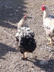 продажа домашних животных: Продаю петухов порода Курчавые — 3