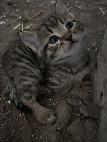 Котята, полосатые - Окрас: классический тигровый — теплые коричневые — 2