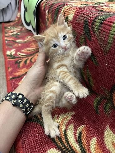 мышык: Котята, домашние, от одной кошки. Родились 08.03.26. Окрас: - два — 1