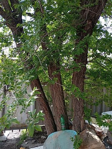 Многовствольное дерево для заготовки древесины/декоративного