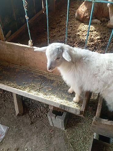 пл: Продаю | Козлёнок | Для молока | Племенные — 3