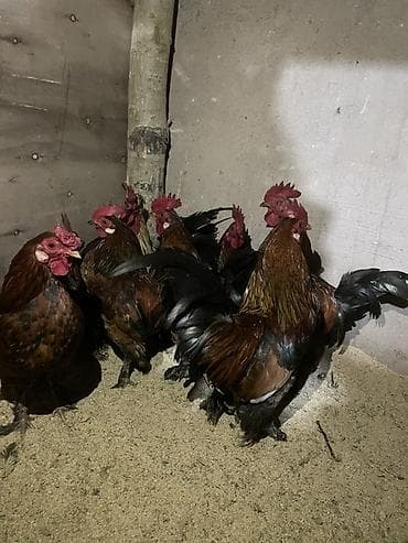 курицы дакан: Продаю | Петух | Для разведения — 2