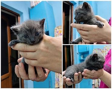 шотландский котята: 🐾 Продам котят шотландской/британской породы 🐾 Очаровательные котята — 2