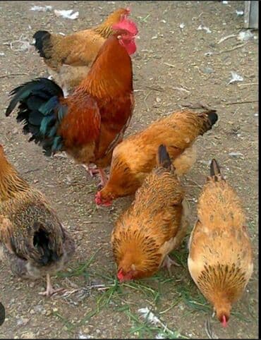 наполнитель для животных: Продаю | Цыплята, Инкубационные яйца | Кучинская, Суссекс | Для разведения, Несушки — 15