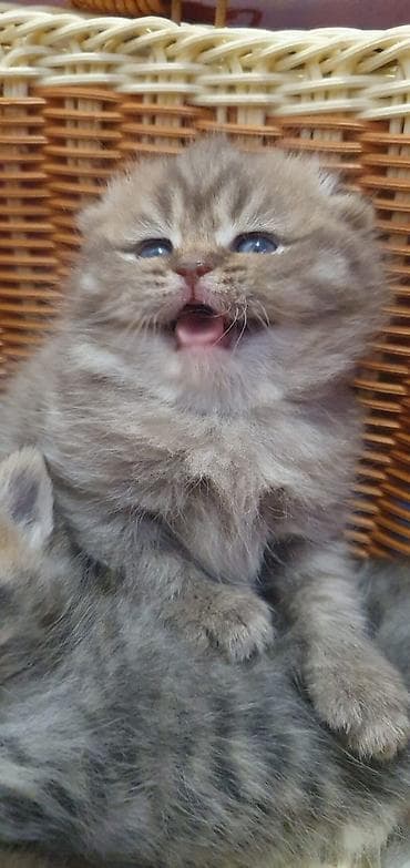 шотланский кот: Скотиш Фолд (Шотландская вислоухая), 2 месяца, Девочка, Серый, Приучена к лотку — 4