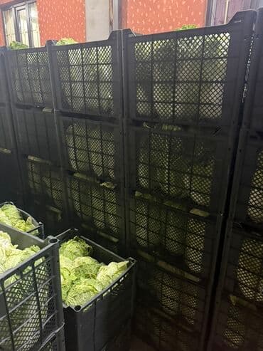 цены на мясо в бишкеке 2022: Капуста Пекинская, Оптом — 6