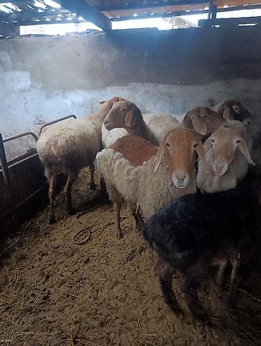 Аквариумдар: Сатам | Ургаачы кой (ургаачы), Козу | Арашан | Көбөйтүү үчүн | Ургаачы — 4