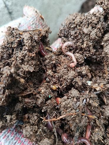 мешок для овощей: Солжылан биогумус чыгаруу учун, 1кг 100 сом кыгы менен болот — 2