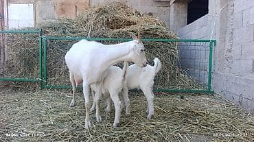 кошка продаётся: Продаю | Коза (самка) | Зааненская | Для молока — 4