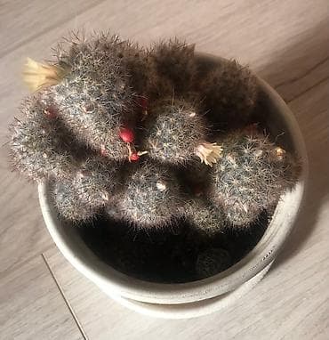 Сейфтер: Продаю цветущий кактус, около 10 см, с плодами — 2