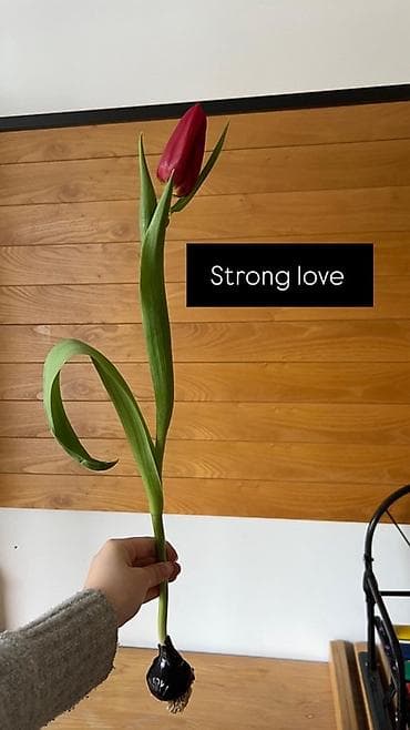 орхидея оптом: Тюльпан оптом 2026 Продам оптом оптом оптом От 500шт Самые лучшие — 2