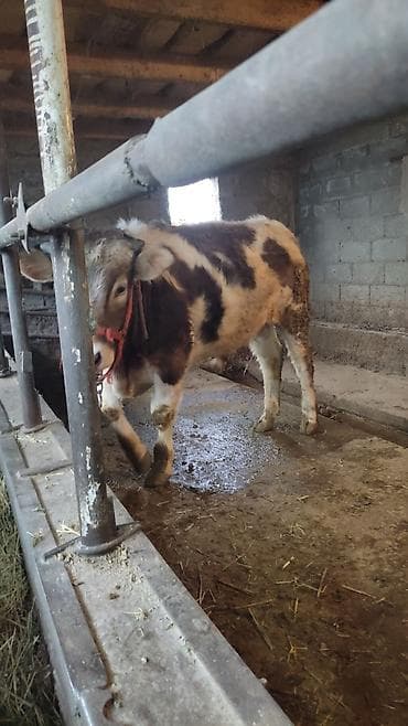 Үй жаныбарлары үчүн товарлар: Сатам | Бука (эркек) | Аргын | Бордоп семиртүү үчүн | Байланган — 5