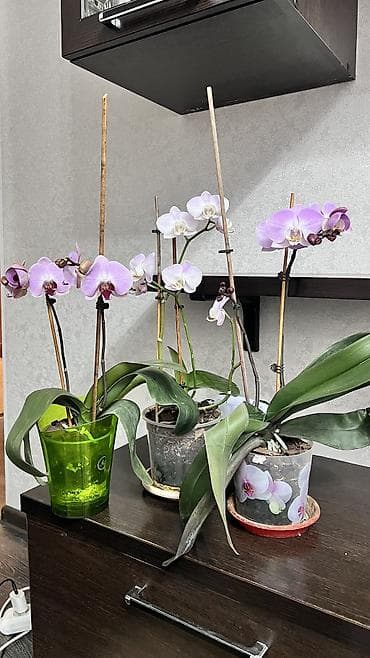 сплав розе: Орхидеи живые адаптированные 2 цветоноса, отличная корневая система — 1