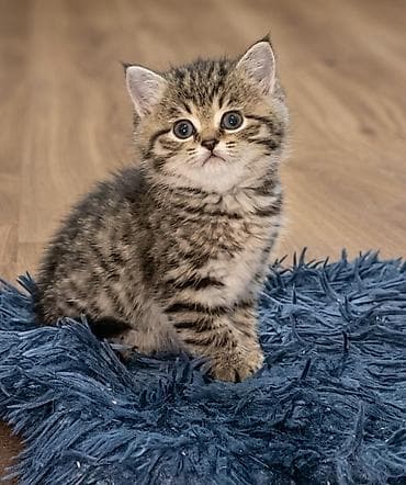 cat litter: Плюшевые шотландские котята (Scottish Straight), красивый светлый — 1