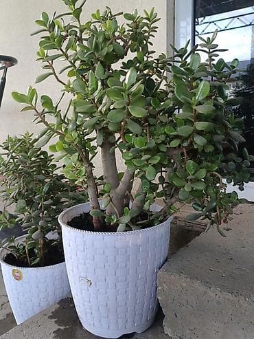 толстянка купить: Толстянка (Crassula ovata, денежное дерево) в декоративном кашпо. - — 2