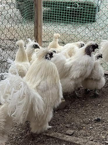 животные на продажу: Продаются шелки петух кур — 2