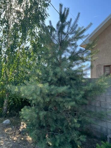 саженцы хвойных пород: Саженцы деревьев: Ели, Самовывоз — 1