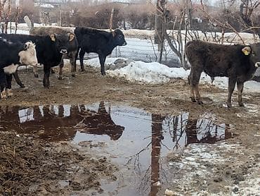 Продаю | Музоо, торпок | Полукровка | На откорм | Искусственник at lalafo.kg Продаю | Музоо, торпок | Полукровка | На откорм | Искусственник