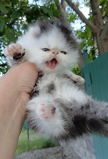 кошка мышык: Эксклюзив ! Настрящий персидский котёноккоторый может быть — 9