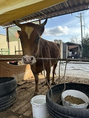 Башка жаныбарлар: Сатам | Уй (ургаачы) | Көбөйтүү үчүн — 1